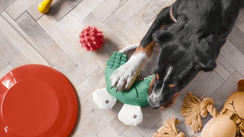 dog playing with toys